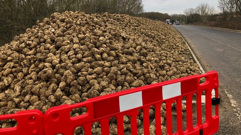 A large pile of sugar beet on a cycleway