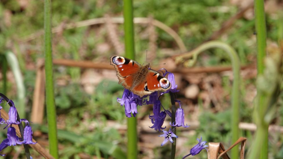 FRIDAY - Boxgrove Wood, Calcot