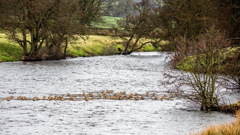 River Derwent Chatsworth deer