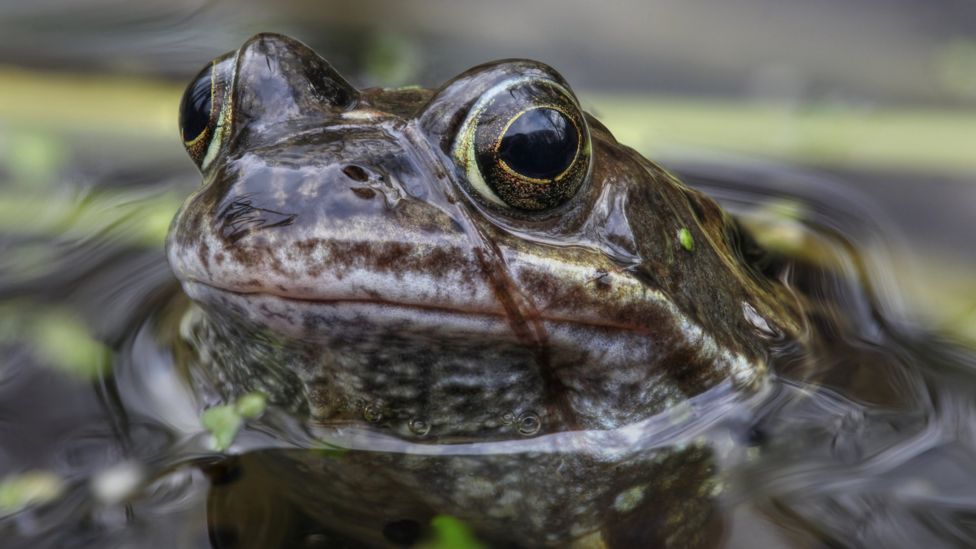Frogs in Savoie face pond eviction over 'noise pollution' BBC Newsround