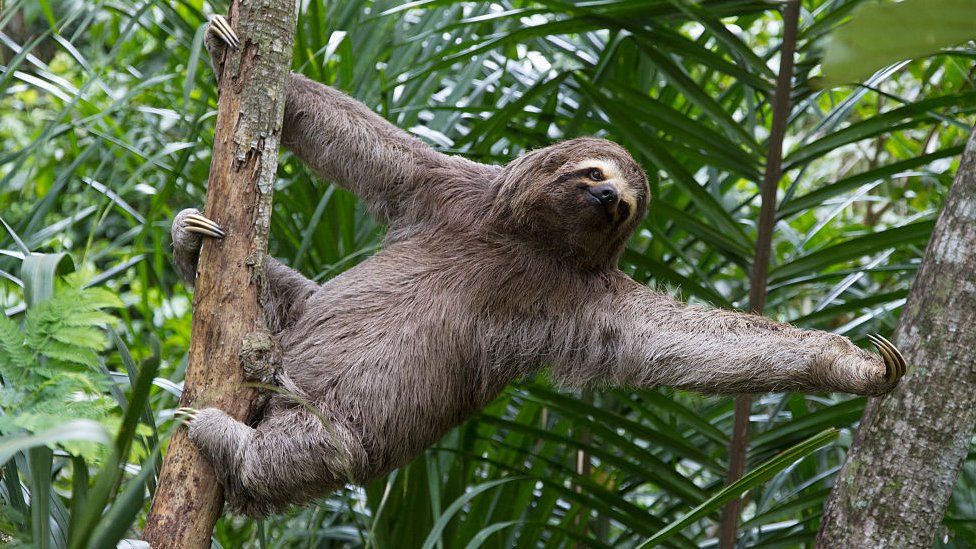 Brown-throated sloth on a tree in Bolivia