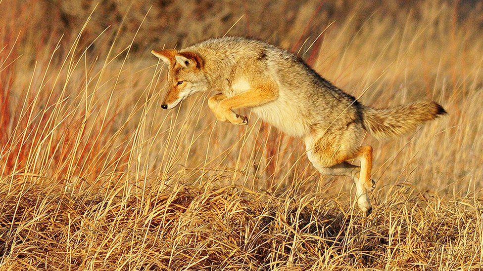 Coyote pouncing