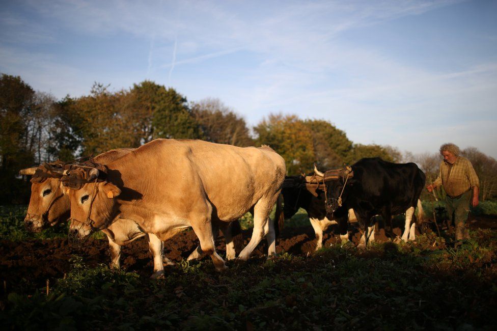 Jean-Bernard using several oxen to plough a field