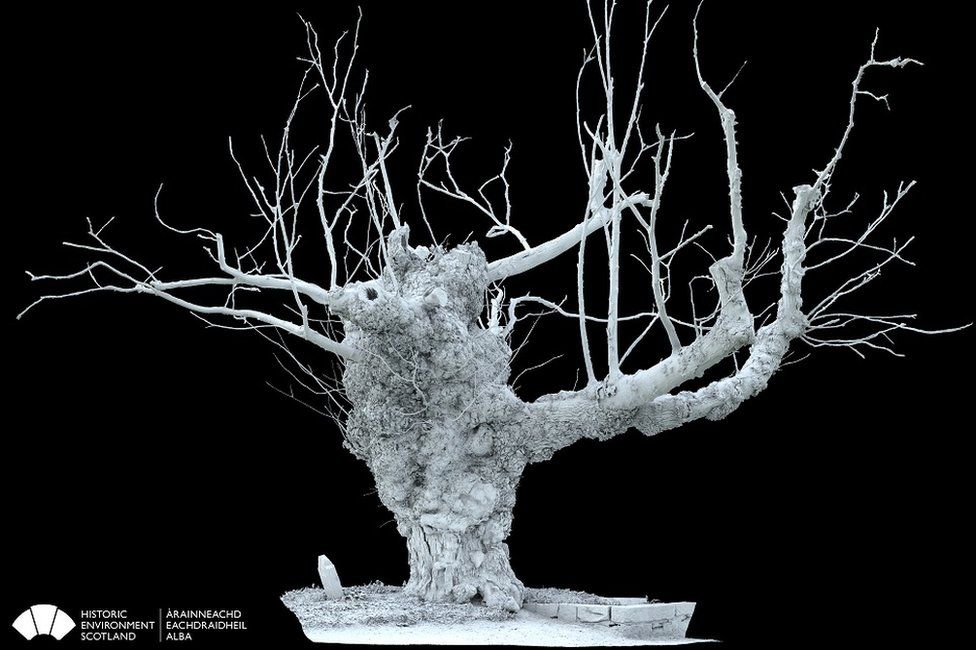 Digital image of the Beauly elm