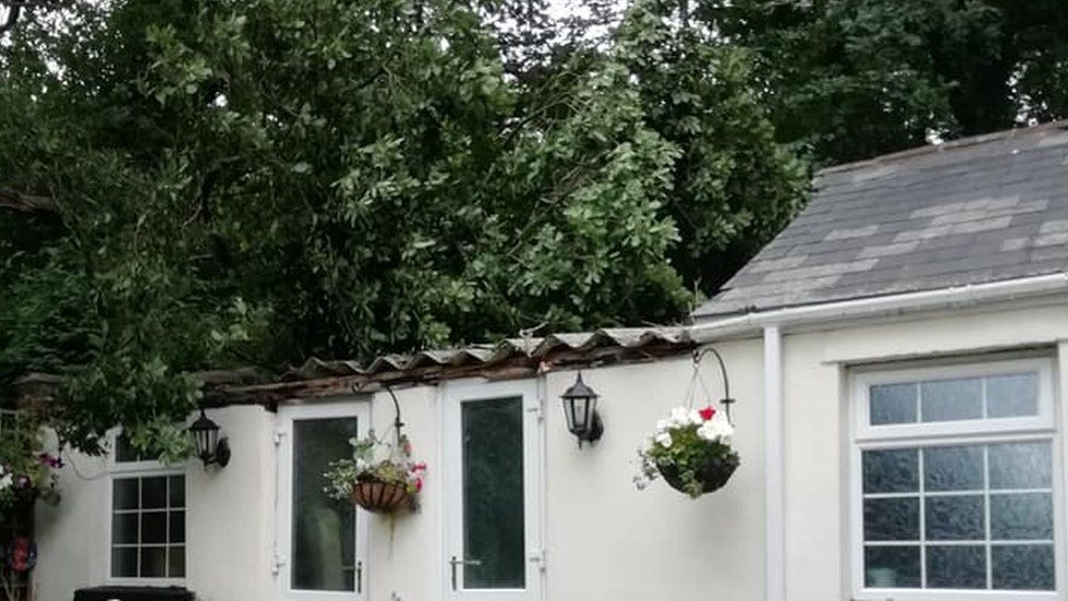 The oak collapsed into the outbuilding in August