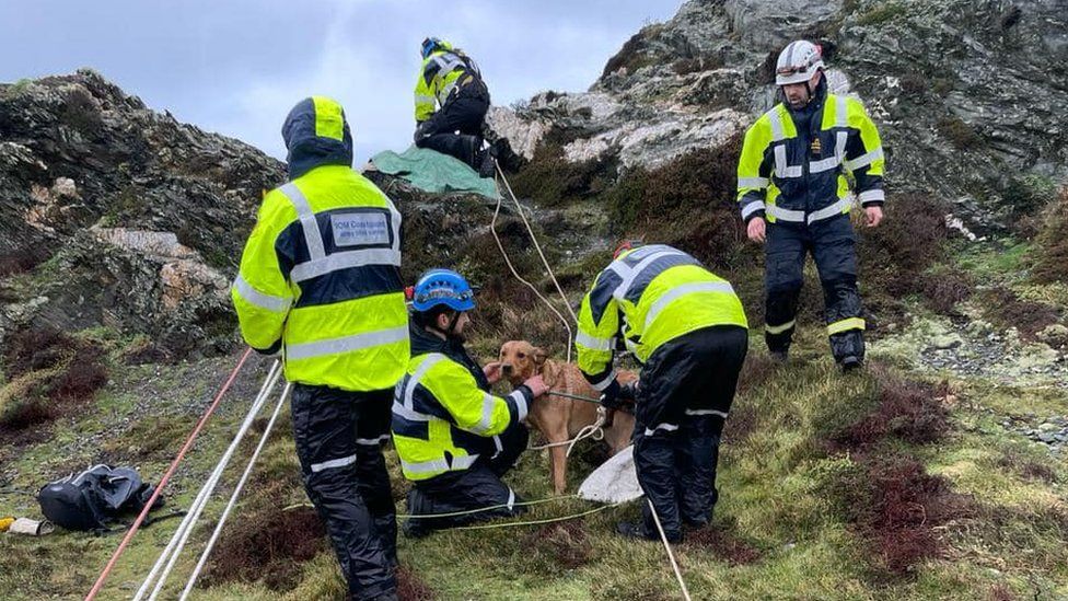 Rum the dog being rescued by the coastguard