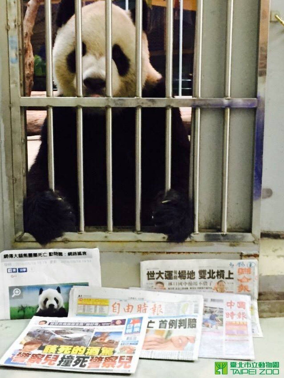 Taipei Zoo Releases Panda Proof Of Life Photo After Death Rumours c News