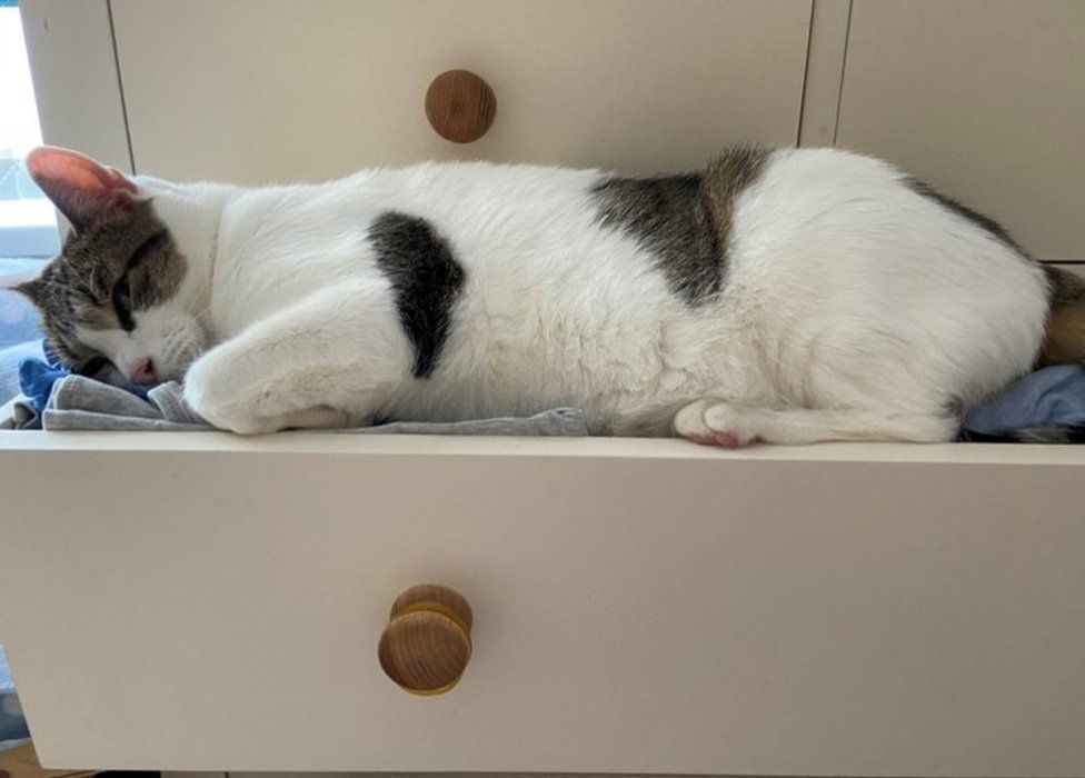 Billy the cat in a drawer