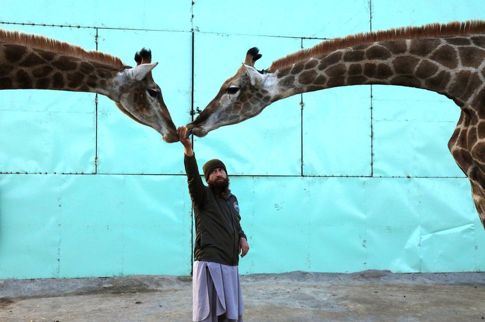 A zookeeper feeds a pair of giraffes at Peshawar Zoo in northern Pakistan, 16 December 2020