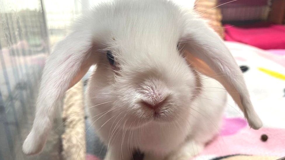 Coconut the rabbit at Bristol Animal Rescue Centre