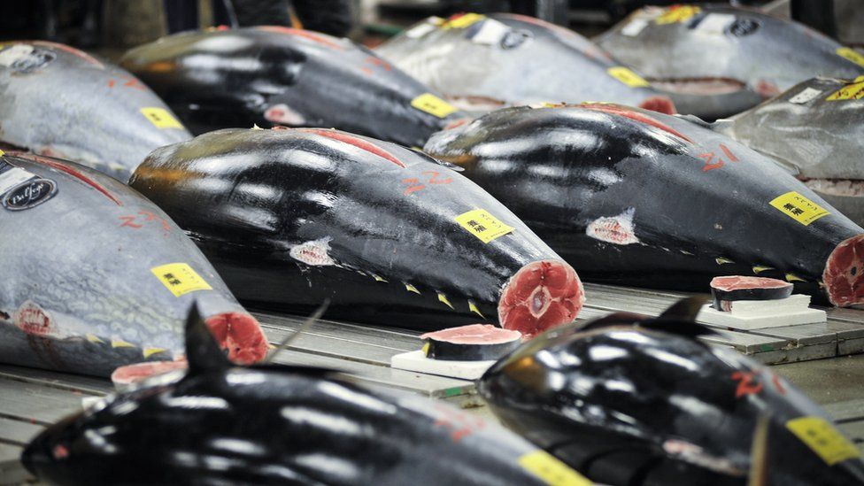 Bluefin tuna laid out on pallets