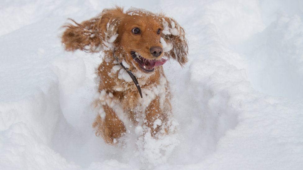 A dog playing in snow