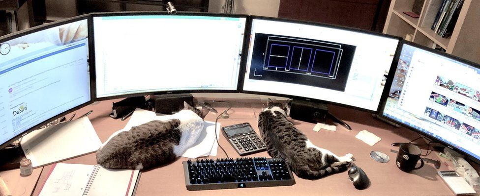 cats and 4 computer monitors