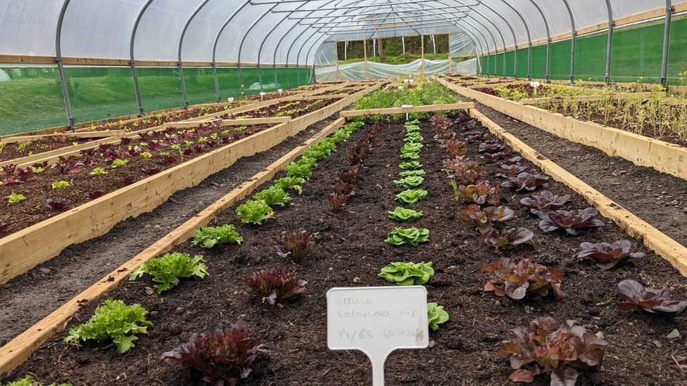 Lettuces growing in the greenhouse