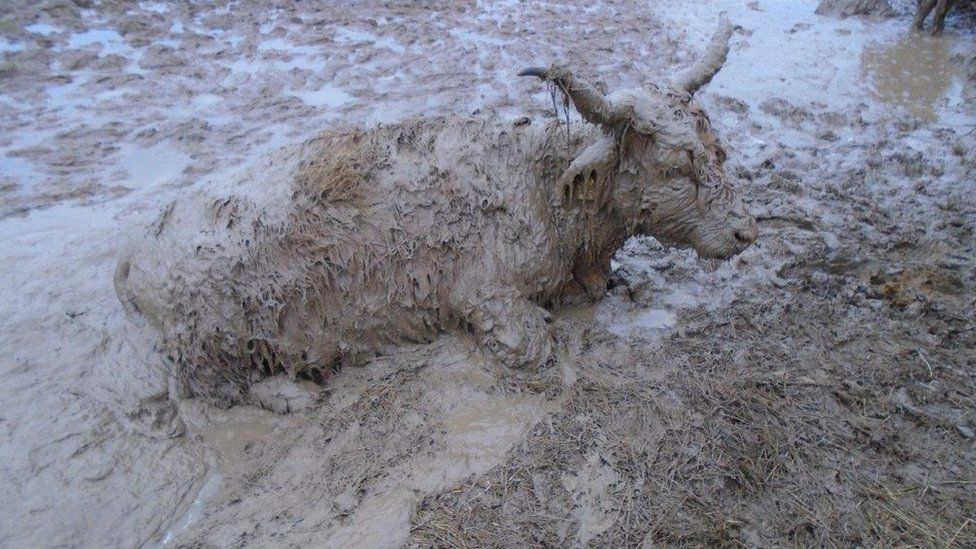 Cow in mud