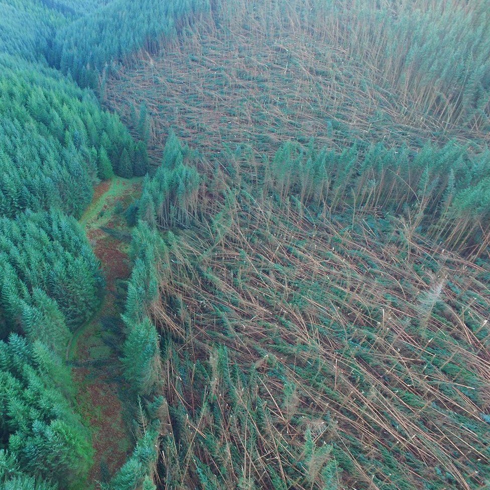 Storm Arwen forest damage