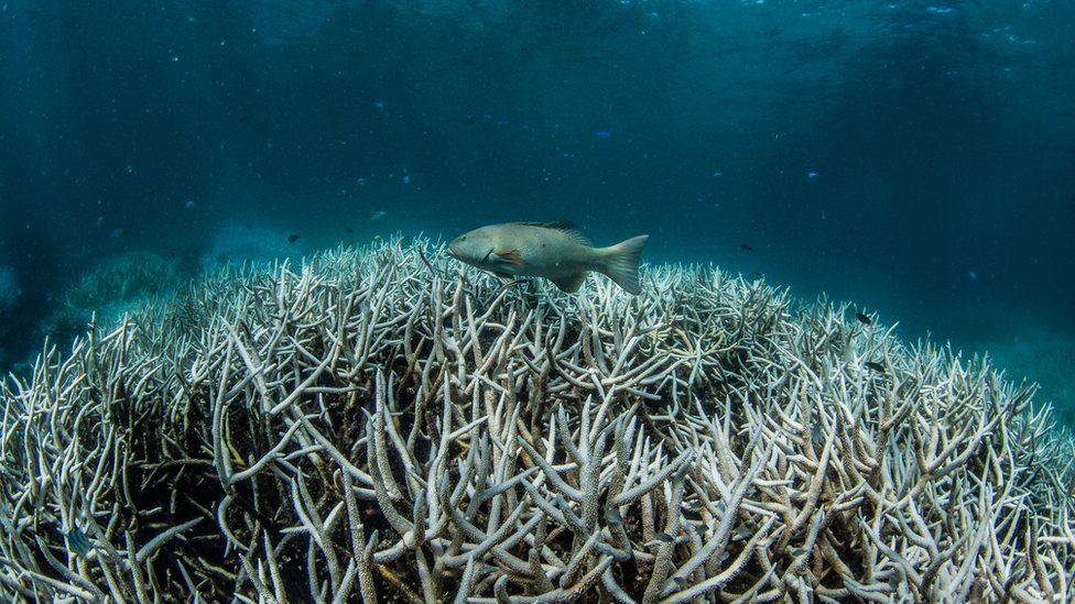 Mass coral bleaching on the Great Barrier Reef
