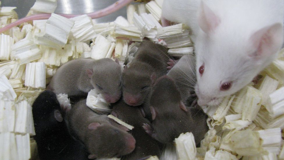 Mouse pups born from space-preserved sperm