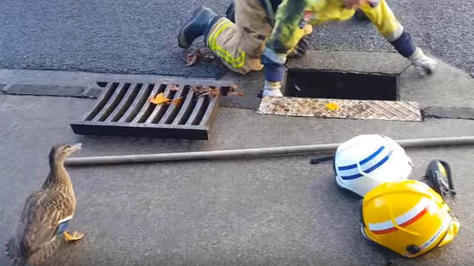 Ducklings reunited with mother after rescue by Auckland firefighters