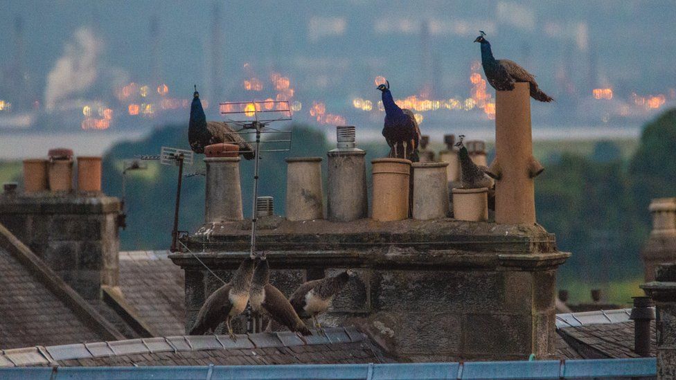 Peacocks on rooftop