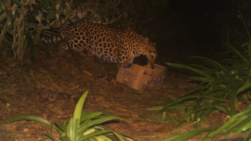 The leopard cub being taken away by the mother