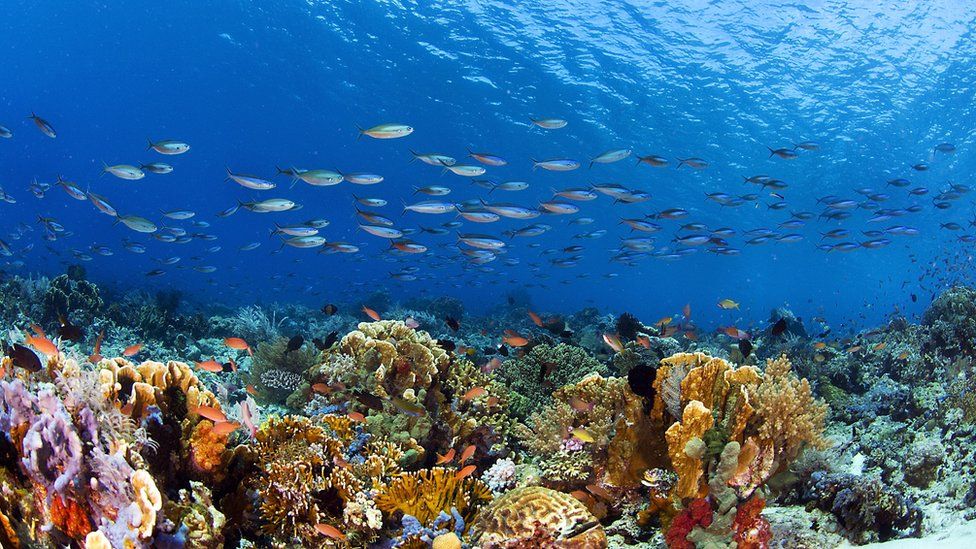 What does a healthy coral reef sound like? - BBC Newsround
