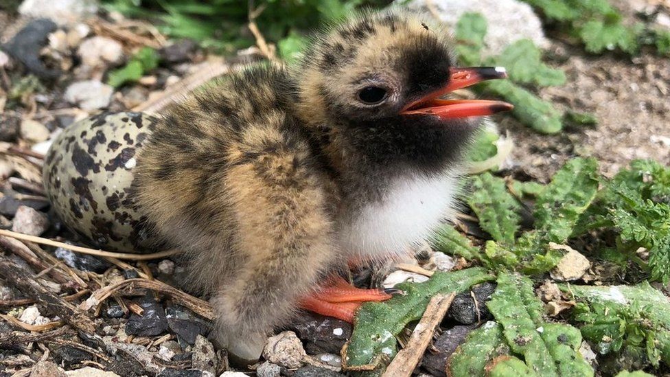 Tern chick