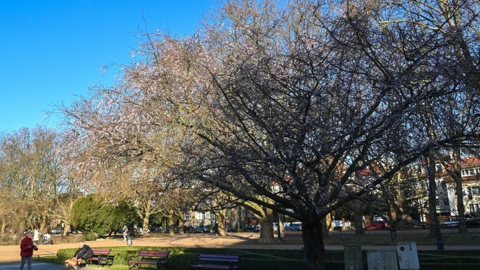 Cherry blossom in Szczecin, Poland - 3 January