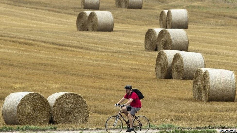 Cyclist riding through field in Cudham, Kent