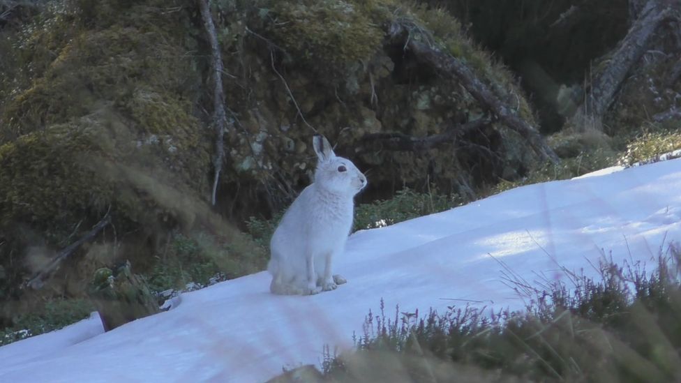 Hare-culling footage 'not acceptable' - BBC News