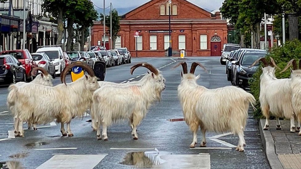 Goats in Llandudno