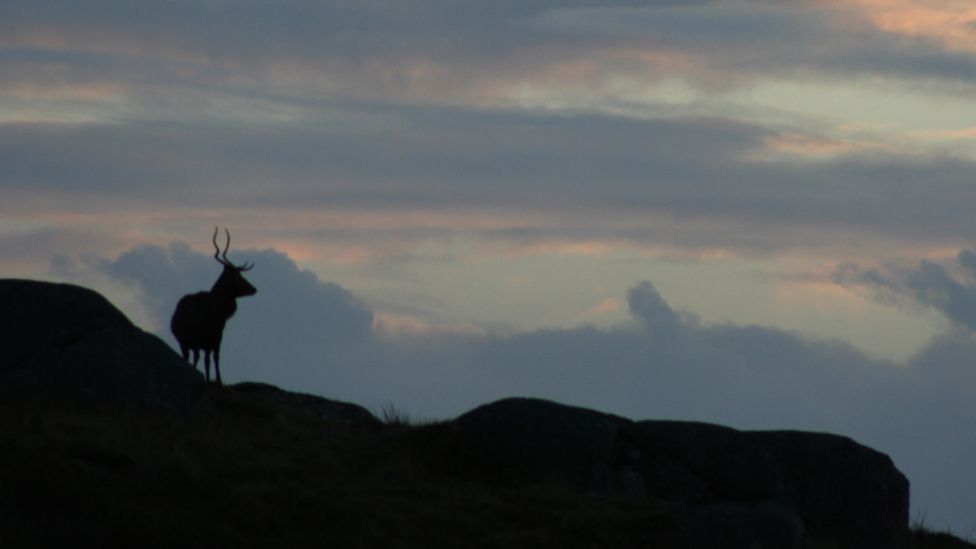 Stag