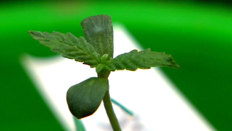 At a secret site in Somerset the first cannabis plants approved for growth for medical research are protected by heavy security