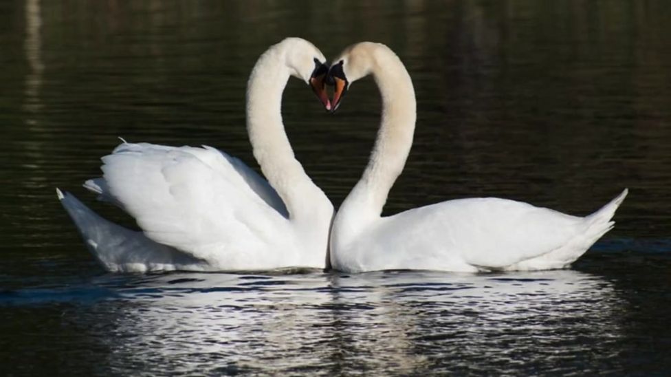 Swan stuck in tree at Flatford Mill rescued - BBC News