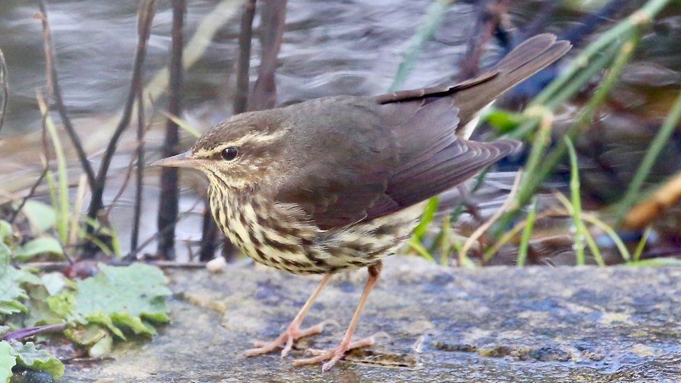 Northern Waterthrush outside with branches next to it