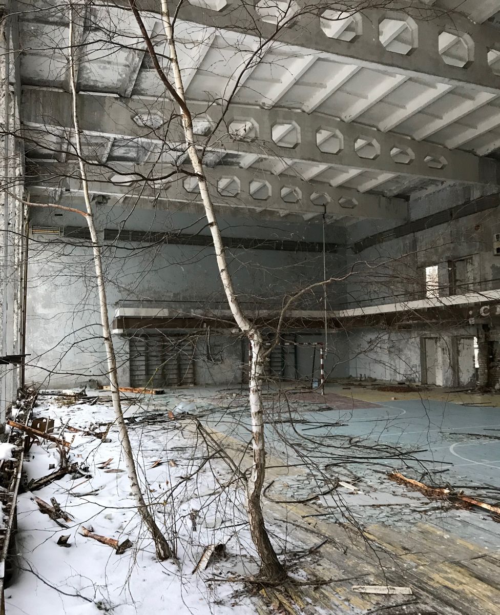 Birch trees growing in a large hall