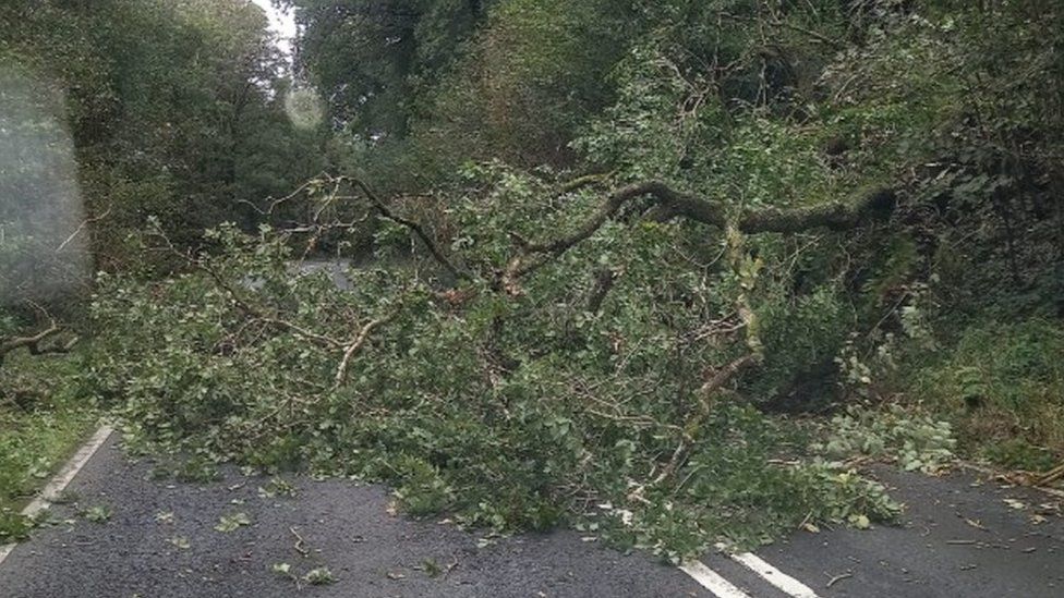 Fallen tree blocks A38 in Cornwall - BBC News