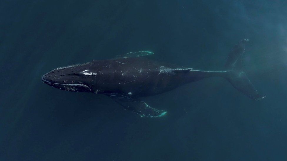 Aerial view looking down at humpback whale