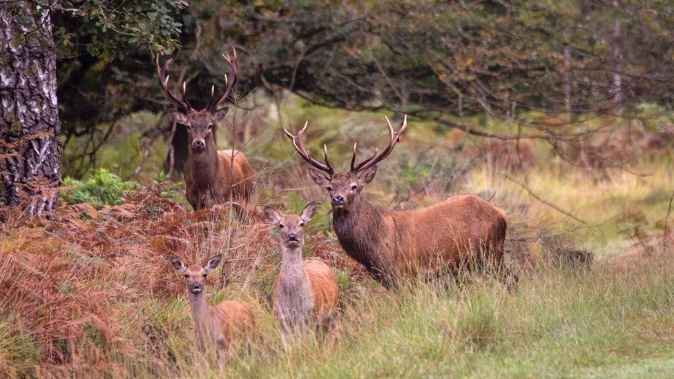 Deer in New Forest