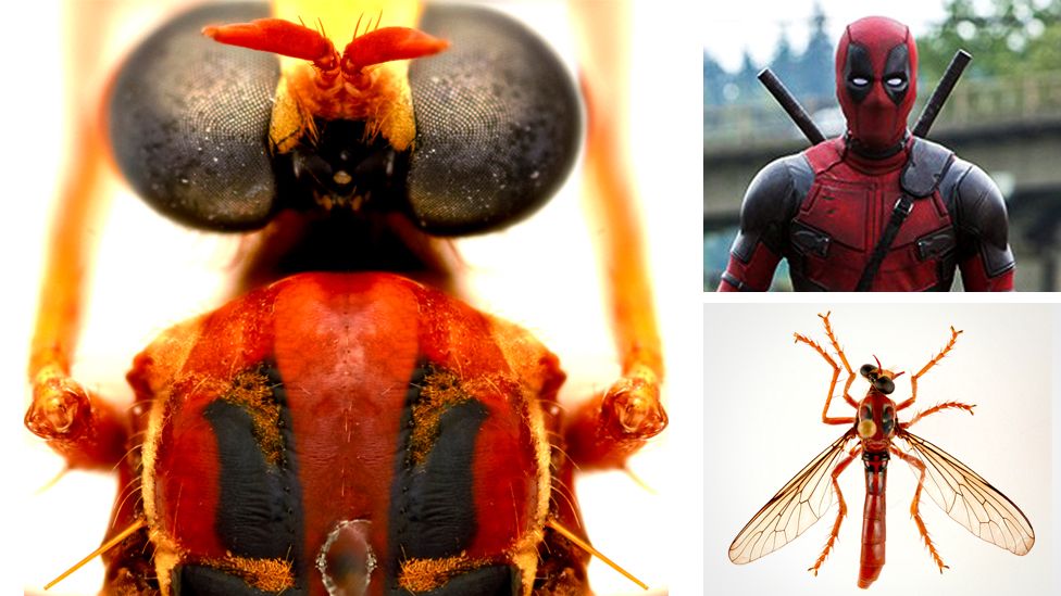 The Deadpool fly, or Humorolethalis sergius - from the Latin for wet or moist and dead