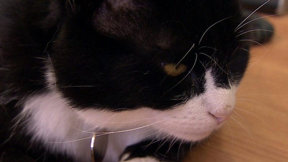 Office cats Evie and Ossie join Whitehall mousers BBC News