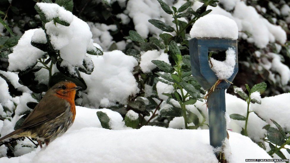 A robin on the snow