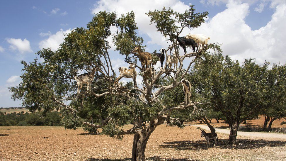 Goats climbing a Argan tree