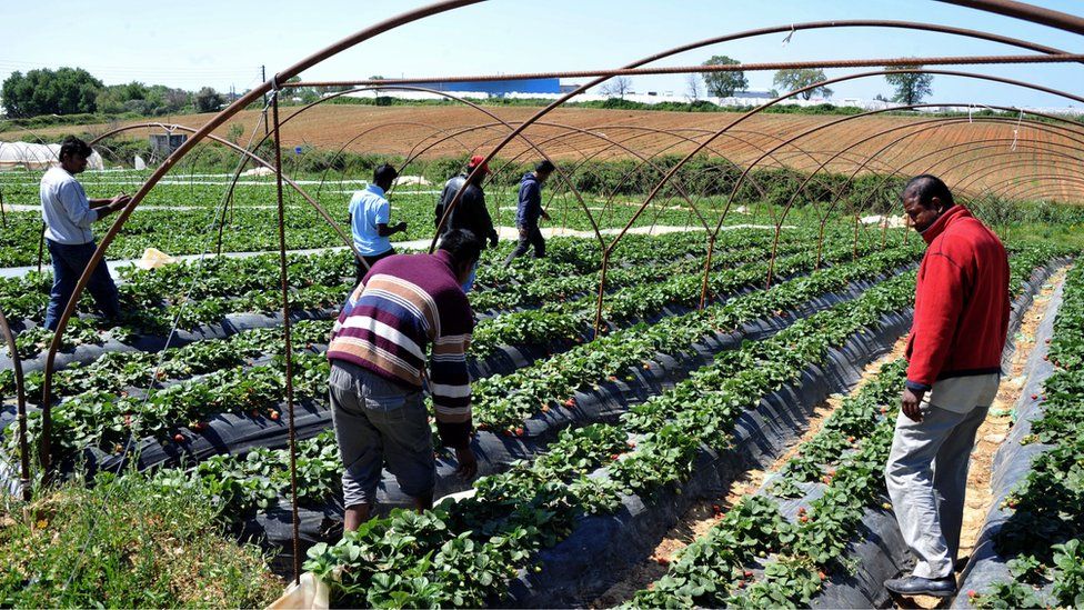 A group of migrant workers pick strawberries at a plantation near the village of Nea Manolada, Greece, 18 April, 2013