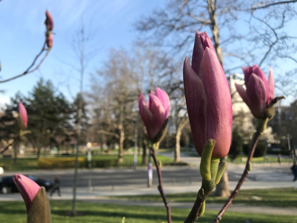 magnolija