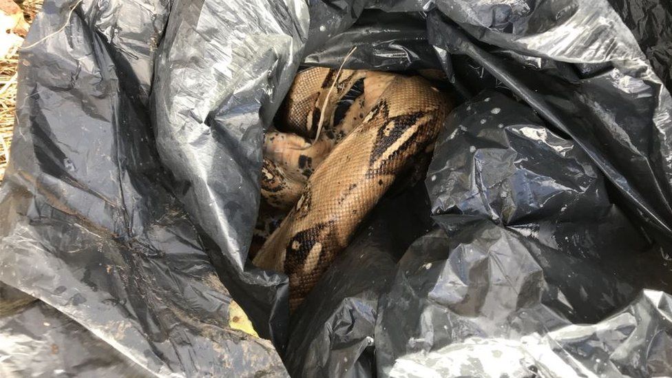 Dead snake found in bin liner