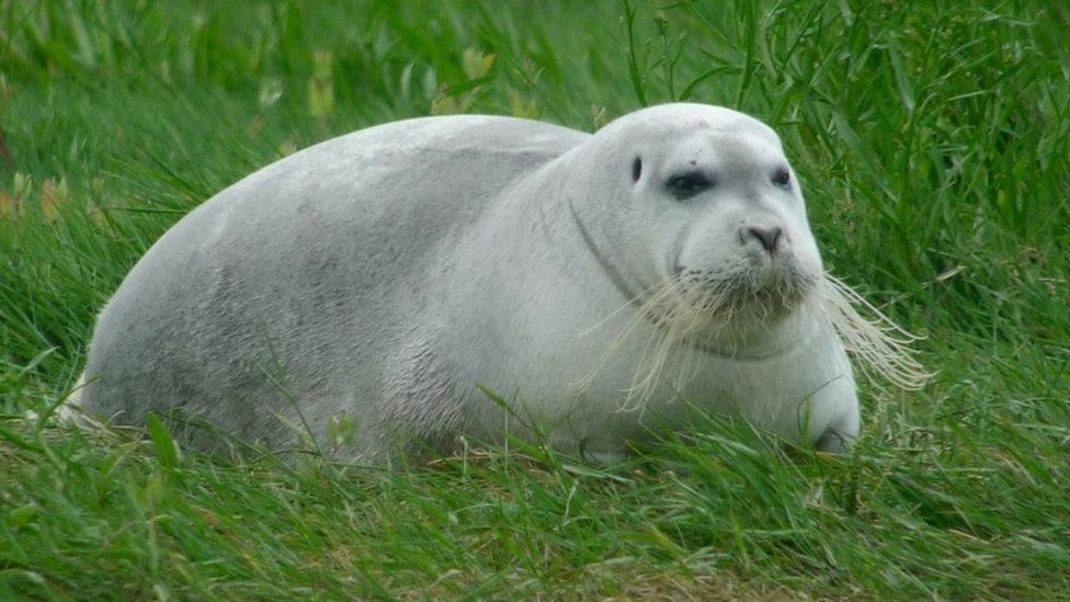 The bearded seal was photographed in west Cork