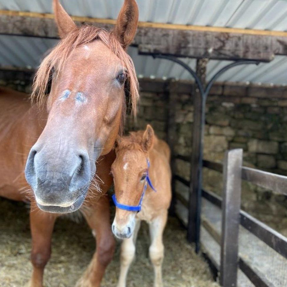 Huxley Suffolk punch