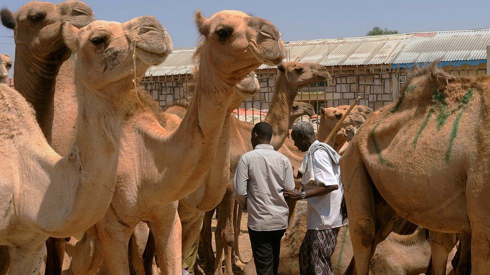 Traders walking past a herd of camels at a livestock market in Hargeisa - the biggest in Somaliland.