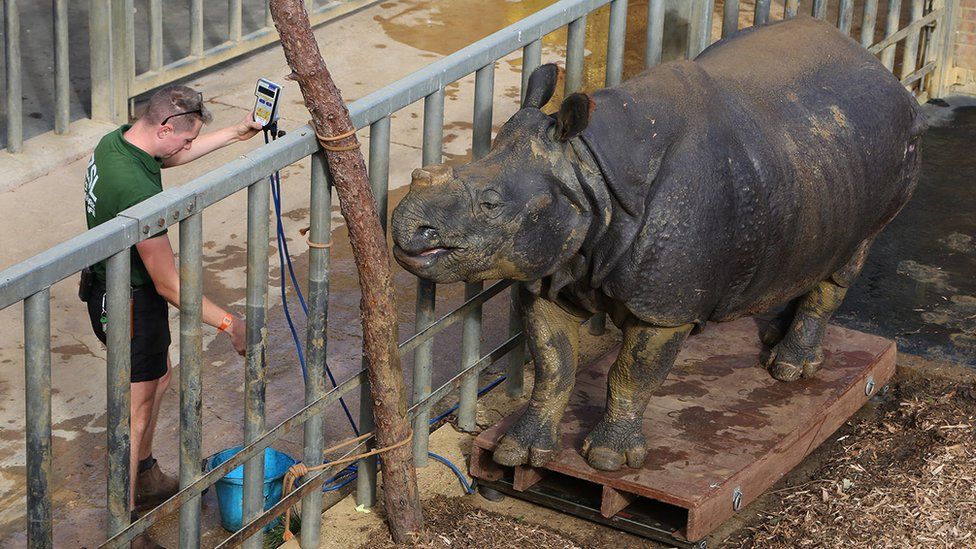 Keeper Alex Simpson with Beluki the rhino